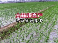 大蒜超高产冬季管理 #分享农业知识帮农民增产增收