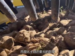 德国自动化农业机械，收割甜菜一体化，工作原理是什么